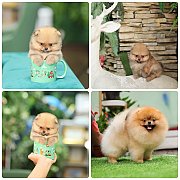 ขายลูกปอมเมอเรเนียน เพศผู้ อายุ 2 เดือน โตมาสีประมาณนี้ สอนการเลี้ยงฟรี 08346553...