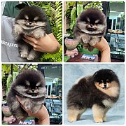 ขายลูกปอมเมอเรเนียน เพศผู้ อายุ 2 เดือน โตมาสีประมาณนี้ สอนการเลี้ยงฟรี 08346553...