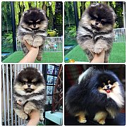 ขายลูกปอมเมอเรเนียน เพศผู้ อายุ 2 เดือน โตมาสีประมาณนี้ สอนการเลี้ยงฟรี 08346553...