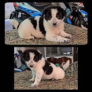 ลูกบางแก้วผสมไซบีเรียน เพศผู้ จาก kankarnclub มีจัดส่งทั่วประเทศ(กันย์เจ้าเก่า*ห...