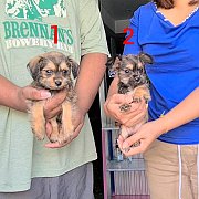 ลูกปั๊กผสมพูเดิ้ล ซนๆน่ารัก เกรด A จาก kankarnclub 2,800 บาท มีจัดส่งทั่วประเทศ*...