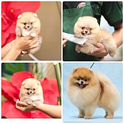 ขายลูกปอมเมอเรเนียน เพศเมีย อายุ 2 เดือน โตมาสีประมาณนี้ สอนการเลี้ยงฟรี 0834655...