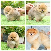 ขายลูกปอมเมอเรเนียน เพศเมีย อายุ 2 เดือน โตมาสีประมาณนี้ สอนการเลี้ยงฟรี 0834655...