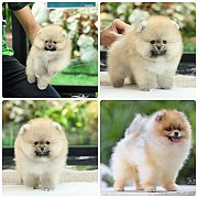 ขายลูกปอมเมอเรเนียน เพศผู้ อายุ 2 เดือน โตมาสีประมาณนี้ สอนการเลี้ยงฟรี 08346553...