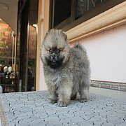 ปอม หน้าหมี ขาใหญ่ ขนแน่น ฟอร์มสวย