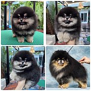 ขายลูกปอมเมอเรเนียน น่ารัก เพศผู้ อายุ 2 เดือน พร้อมย้ายบ้าน สอนการเลี้ยงฟรี สอบ...