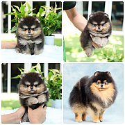 ขายลูกปอมเมอเรเนียน น่ารัก เพศผู้ อายุ 2 เดือน พร้อมย้ายบ้าน สอนการเลี้ยงฟรี สอบ...