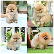 ขายลูกปอมเมอเรเนียน น่ารัก เพศเมีย อายุ 2เดือน พร้อมย้ายบ้าน สอนการเลี้ยงฟรี สอบ...