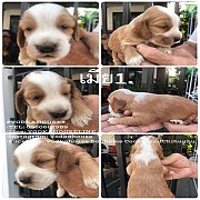  English Cocker Spaniel