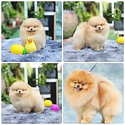 ขายลูกปอมเมอเรเนียน น่ารัก เพศเมีย อายุ 2เดือน พร้อมย้ายบ้าน สอนการเลี้ยงฟรี สอบ...