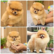 ขายลูกปอมเมอเรเนียน เพศเมีย อายุ 2 เดือน โตมาสีประมาณนี้ สอนการเลี้ยงฟรี 0834655...