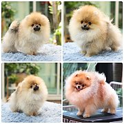 ขายลูกปอมเมอเรเนียน เพศผู้ อายุ 2 เดือน โตมาสีประมาณนี้ สอนการเลี้ยงฟรี 08346553...