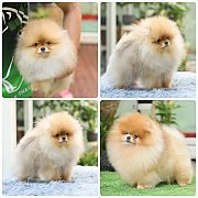 ขายลูกปอมเมอเรเนียน เพศเมีย อายุ 4 เดือน โตมาสีประมาณนี้ สอนการเลี้ยงฟรี 0834655...