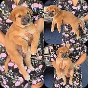 ลูกสุนัขลาบาดอร์ผสมไทยหลังอาน เพศผู้ ซื่อสัตย์ เลี้ยงง่าย จาก kankarnclub มีจัดส...