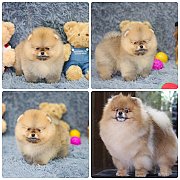 ขายลูกปอมเมอเรเนียน เพศผู้ อายุ 2 เดือน โตมาสีประมาณนี้ สอนการเลี้ยงฟรี 08346553...