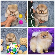 ขายลูกปอมเมอเรเนียน เพศเมีย อายุ 2 เดือน โตมาสีประมาณนี้ สอนการเลี้ยงฟรี 0834655...