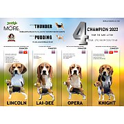 [ฟาร์มประกวด]พ่อพันธุ์บีเกิ้ลรับผสม (Beagle)