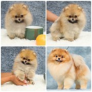 ขายลูกปอมเมอเรเนียน เพศเมีย อายุ 2 เดือน โตมาสีประมาณนี้ สอนการเลี้ยงฟรี 0834655...