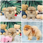 ขายลูกปอมเมอเรเนียน เพศเมีย อายุ 2 เดือน โตมาสีประมาณนี้ สอนการเลี้ยงฟรี 0834655...