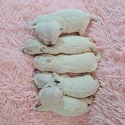 ขายลูกเวสตี้ โครงสร้างสวย สุขภาพแข็งแรง สายเลือดแชมป์