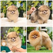 ขายลูกปอมเมอเรเนียน เพศผู้ อายุ 2 เดือน โตมาสีประมาณนี้ สอนการเลี้ยงฟรี 08346553...