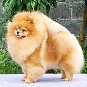 ปอมพ่อแม่พันธุ์และตัวเมียมีผสมติดท้องแบ่งจำหน่าย