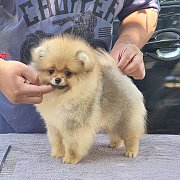 ขายปอมเกรดเลี้ยง​เล่นจนถึงเกรดประกวดจ้า!!!! 