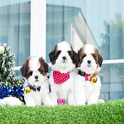 🏡kibzaa ชิสุห์แท้ กรุงเทพ วัชรพล สายใหม รังสิต ลำลูกกา