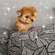 หนุ่มทอง