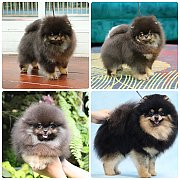 ขายลูกปอมเมอเรเนียน เพศผู้ อายุ 2 เดือน โตมาสีประมาณนี้ สอนการเลี้ยงฟรี 08346553...