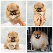 ขายลูกปอมเมอเรเนียน เพศเมีย อายุ 2 เดือน โตมาสีประมาณนี้ สอนการเลี้ยงฟรี 0834655...