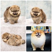 ขายลูกปอมเมอเรเนียน เพศเมีย อายุ 2 เดือน โตมาสีประมาณนี้ สอนการเลี้ยงฟรี 0834655...