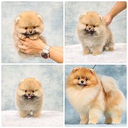 ขายลูกปอมเมอเรเนียน เพศเมีย อายุ 2 เดือน โตมาสีประมาณนี้ สอนการเลี้ยงฟรี 0834655...