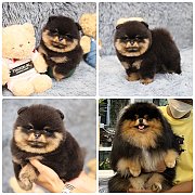 ขายลูกปอมเมอเรเนียน เพศผู้ อายุ 2 เดือน โตมาสีประมาณนี้ สอนการเลี้ยงฟรี 08346553...