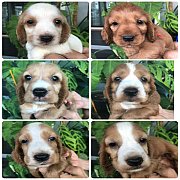 อิงลิสค็อกเกอร์…