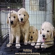 โกลเด้น รีทรีฟเวอร์ ฟอร์มสวย จ้ำม่ำๆ จัดโปรลดราคาแรงๆ พร้อมย้ายบ้านจ้า