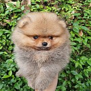 มีปอมหน้าหมีเกรดคุณภาพขนแน่นแบ่งจำหน่าย