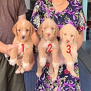 ลูกสุนัขบีเกิ้ลผสมพูเดิ้ล ร่าเริง เล่นเก่ง จาก kankarnclub มีจัดส่งทั่วประเทศ(กั...