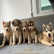 ไซบีเรียน วูลลี่โค้ด สีสวย ขนแน่นๆ วัยกำลังน่ารัก เปิดให้จองจ้า