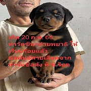 ลูกสุนัขร็อตไวเลอร์ ตัวใหญ่หุ่นหมี กะโหลกโต สายเลือดฟาร์มชื่อดัง จาก kankarnclub...