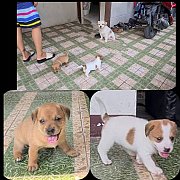 ลูกสุนัขชิวาวาผสมชิห์สุ สีสวยๆ เล่นเก่งๆ  จาก kankarnclub มีจัดส่งทั่วประเทศ(กัน...
