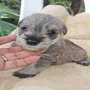 เพศผู้ตัวสุดท้ายคับ