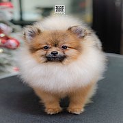  FYPOM KENNEL ขายน้องปอม เพศผู้ โครงสร้างดี สอบถามได้ที่ 0830228370 @fypomkennel