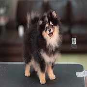 FYPOM KENNEL ขายน้องปอมวัยผลัดขน เพศผู้ สีแบล็คแทน มีเชื้อสายสีเมอร์เร โทร 08302...