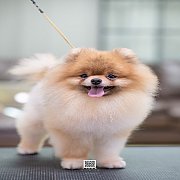 FYPOM KENNEL ขายน้องปอม เพศผู้ โครงสร้างดี โทร 0830228370 @fypomkennel