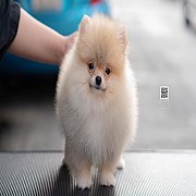 FYPOM KENNEL ขายน้องปอม เพศผู้ สีส้ม วัยผลัดขน โทร 0830228370 @fypomkennel