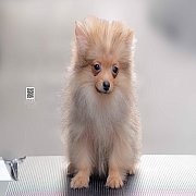 FYPOM KENNEL ขายน้องปอม เพศผู้ สีส้ม วัยผลัดขนโทร 0830228370 @fypomkennel