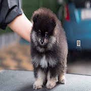 FYPOM KENNEL ขายน้องปอม เพศผู้ สีแบล็คแทน โครงสร้างดี โทร 0830228370 @fypomkenne...