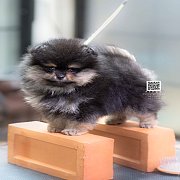 FYPOM KENNEL ขายน้องปอม เพศผู้ สีแบล็คแทน โครงสร้างดี ขนแน่นสองชั้น โทร 08302283...