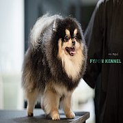 FYPOM KENNEL เปิดรับผสมพ่อพันธุ์ปอมเมอเรเนียน หลากหลายเกรด โทร 0830228370 @fypom...